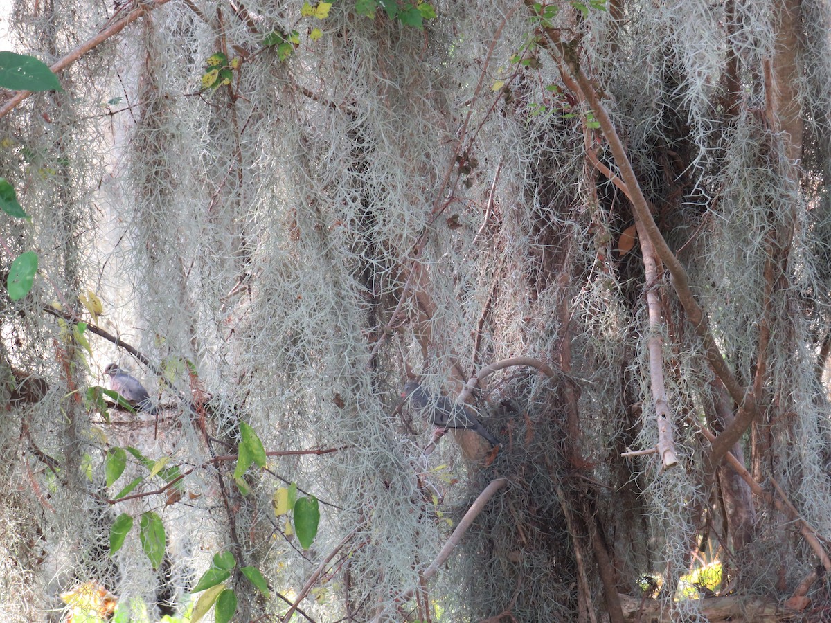 Common Ground Dove - ML646635533