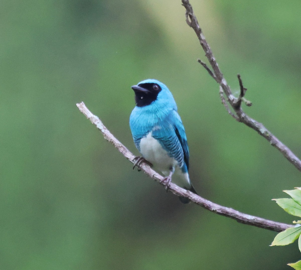 Swallow Tanager - ML646635535