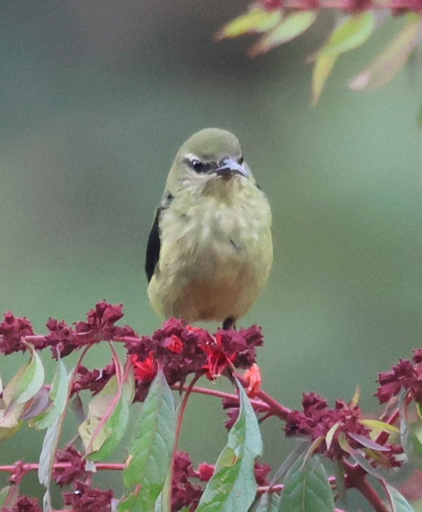 Red-legged Honeycreeper - ML646635537