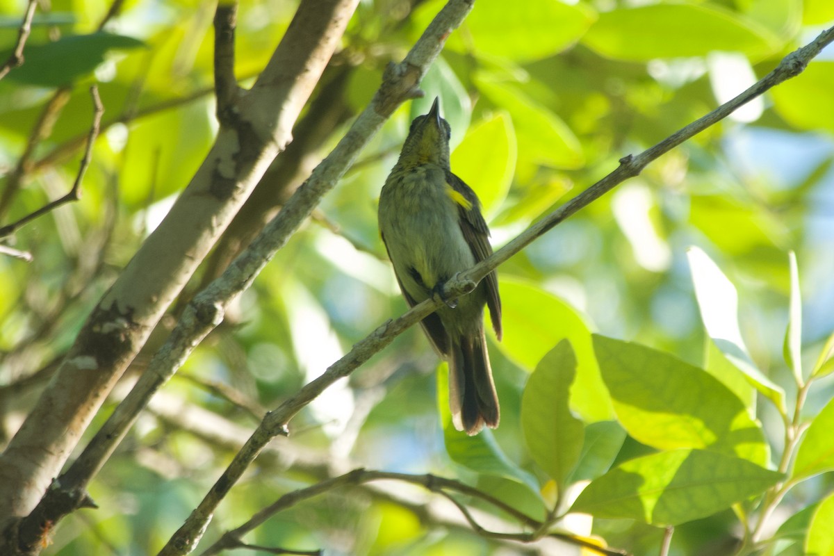 Оливковая нектарница - ML646635538