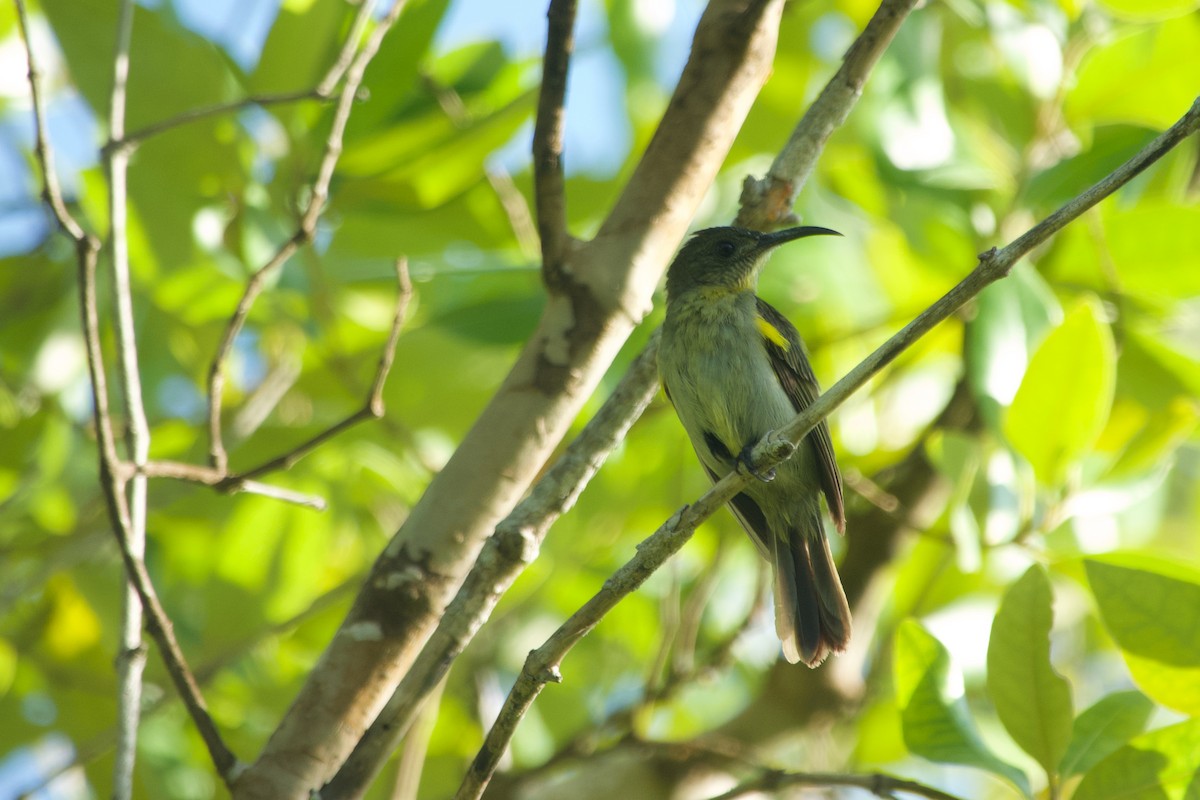 Оливковая нектарница - ML646635539