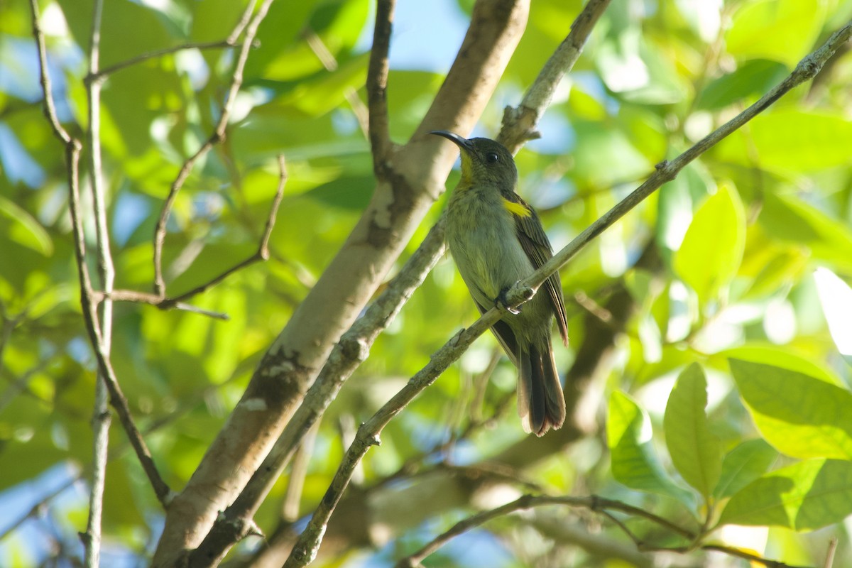 Оливковая нектарница - ML646635540