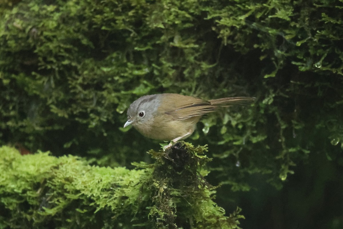 Юннаньская альциппа - ML646635541