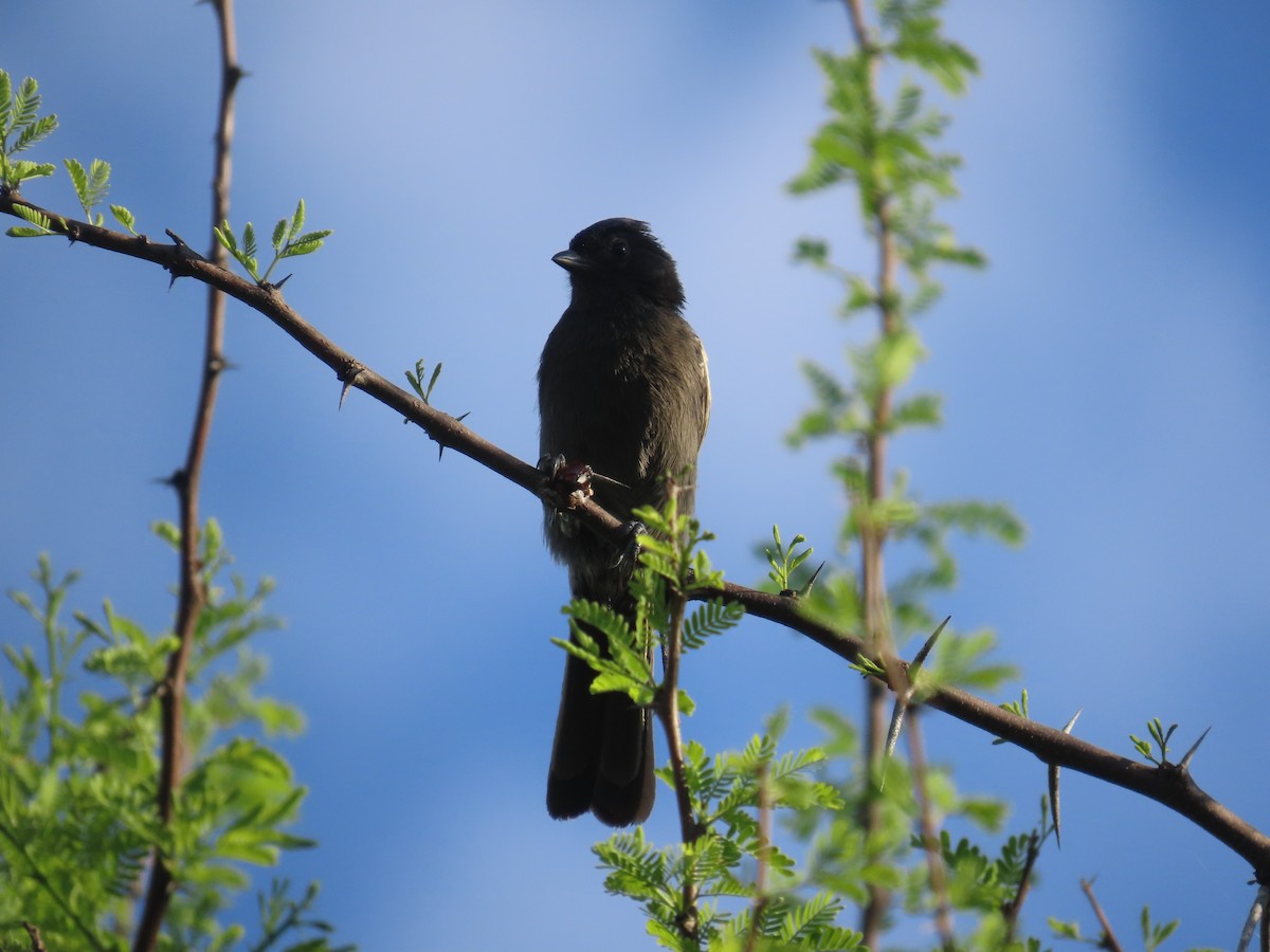 Southern Black-Tit - ML646635542