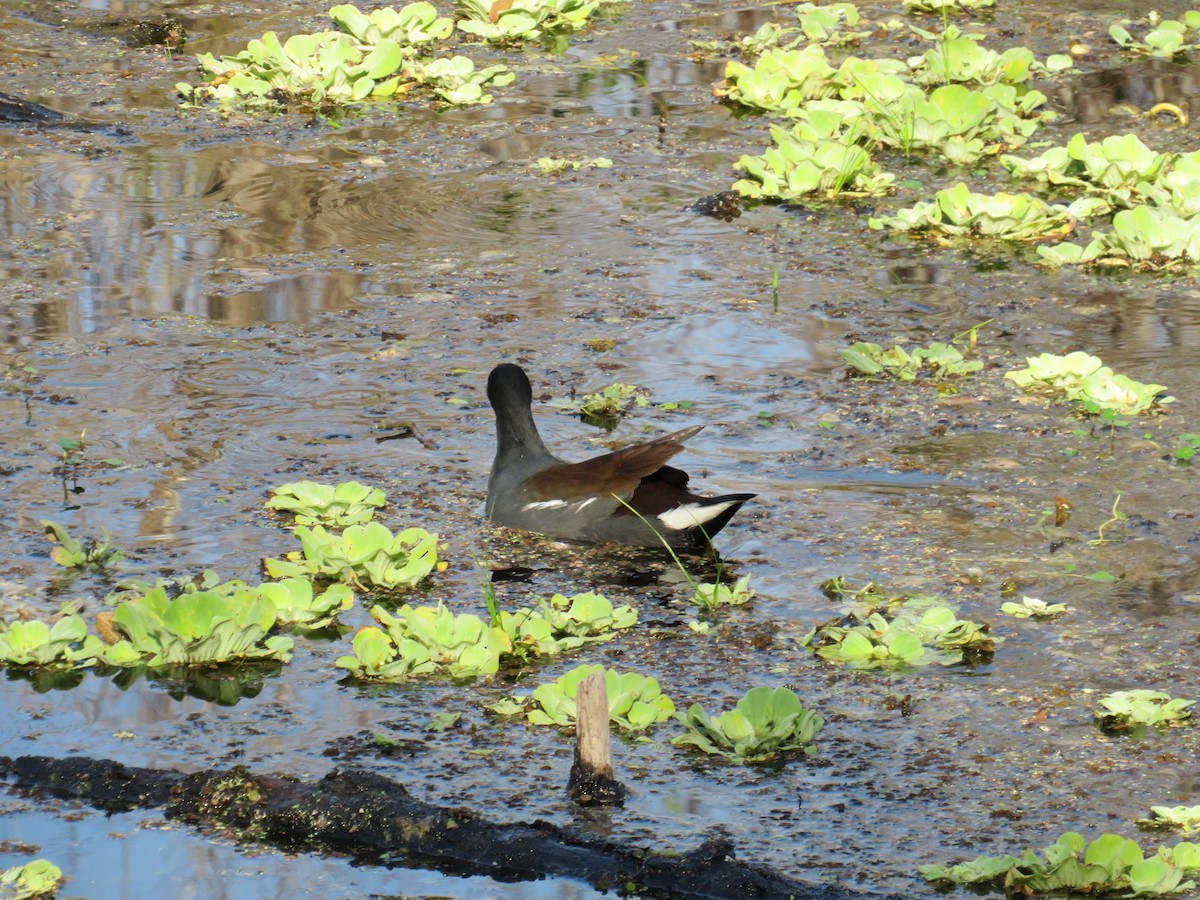 Common Gallinule - ML646635544