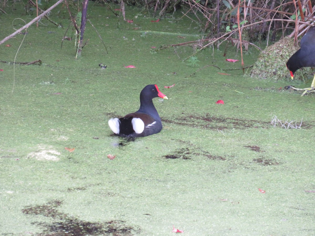 Common Gallinule - ML646635545