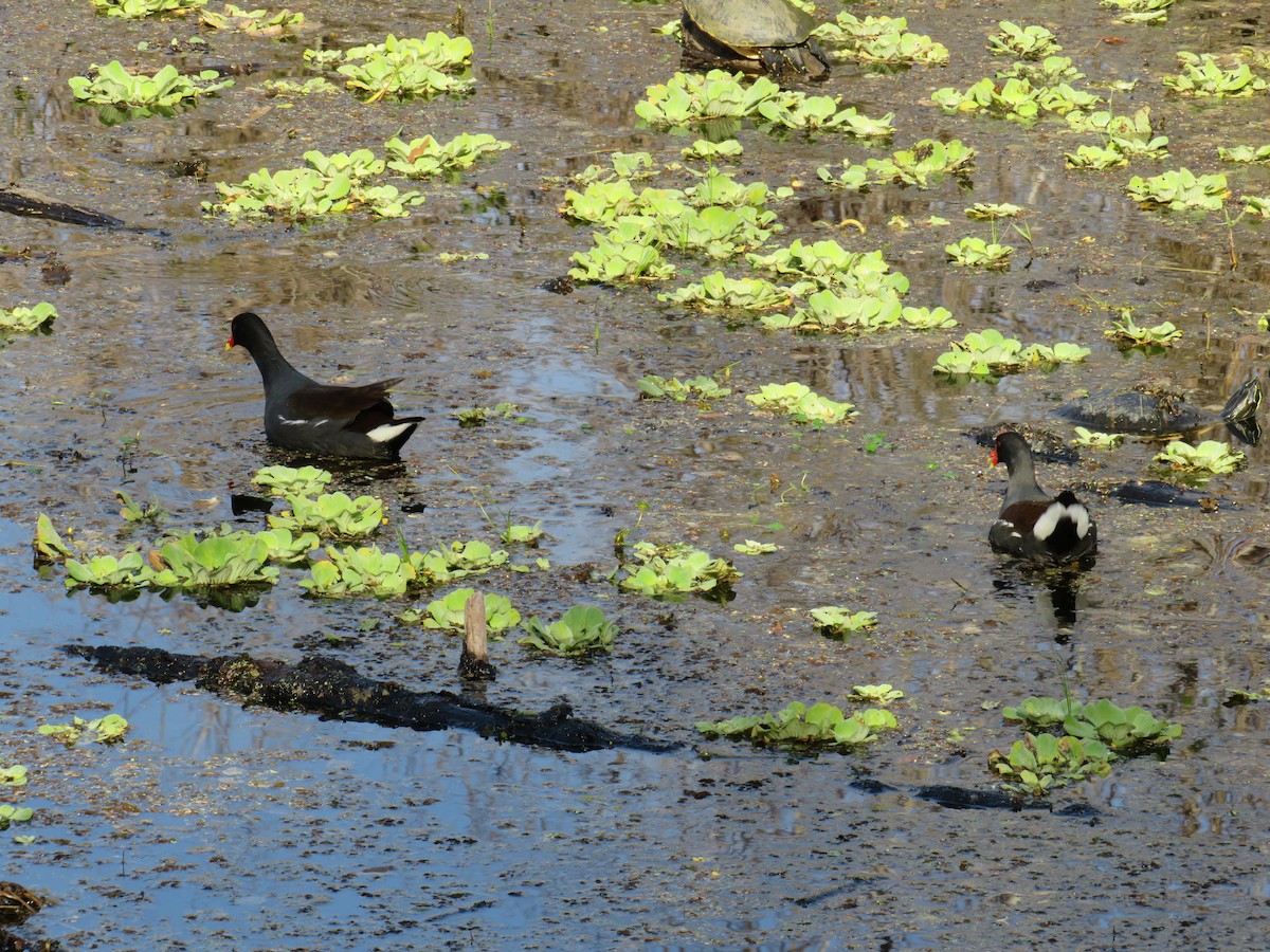 Common Gallinule - ML646635546
