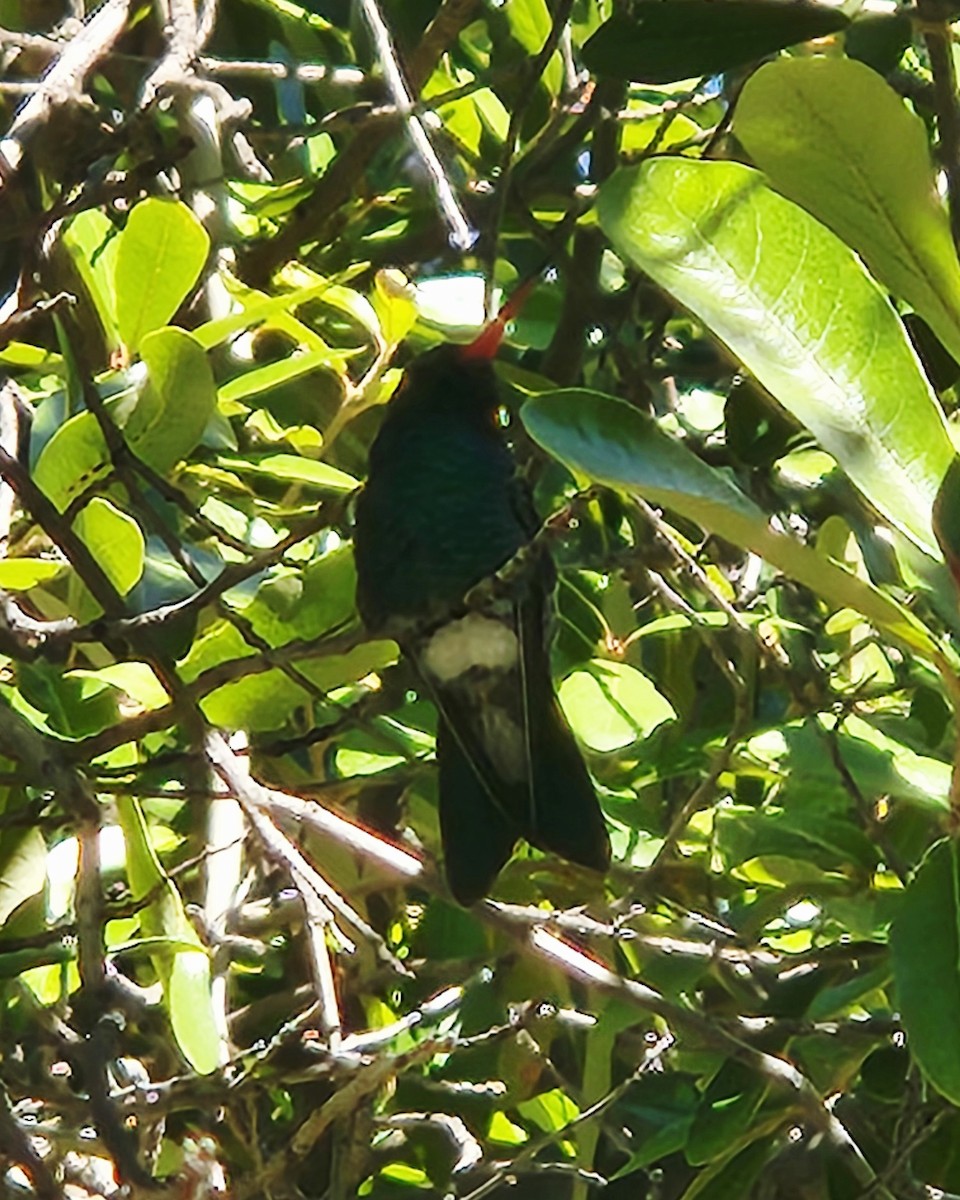 Broad-billed Hummingbird - ML646635547