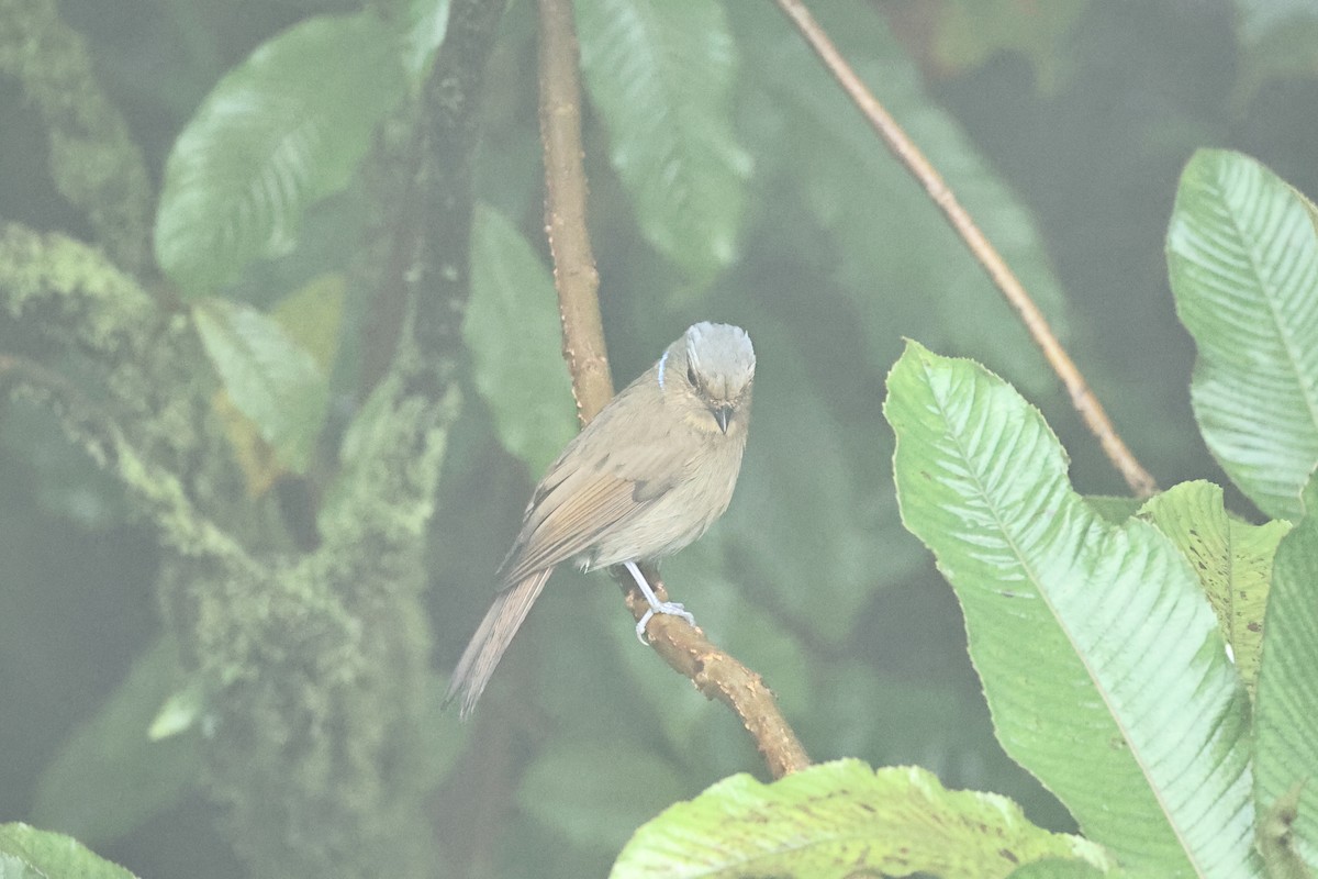 Большая нильтава - ML646635548