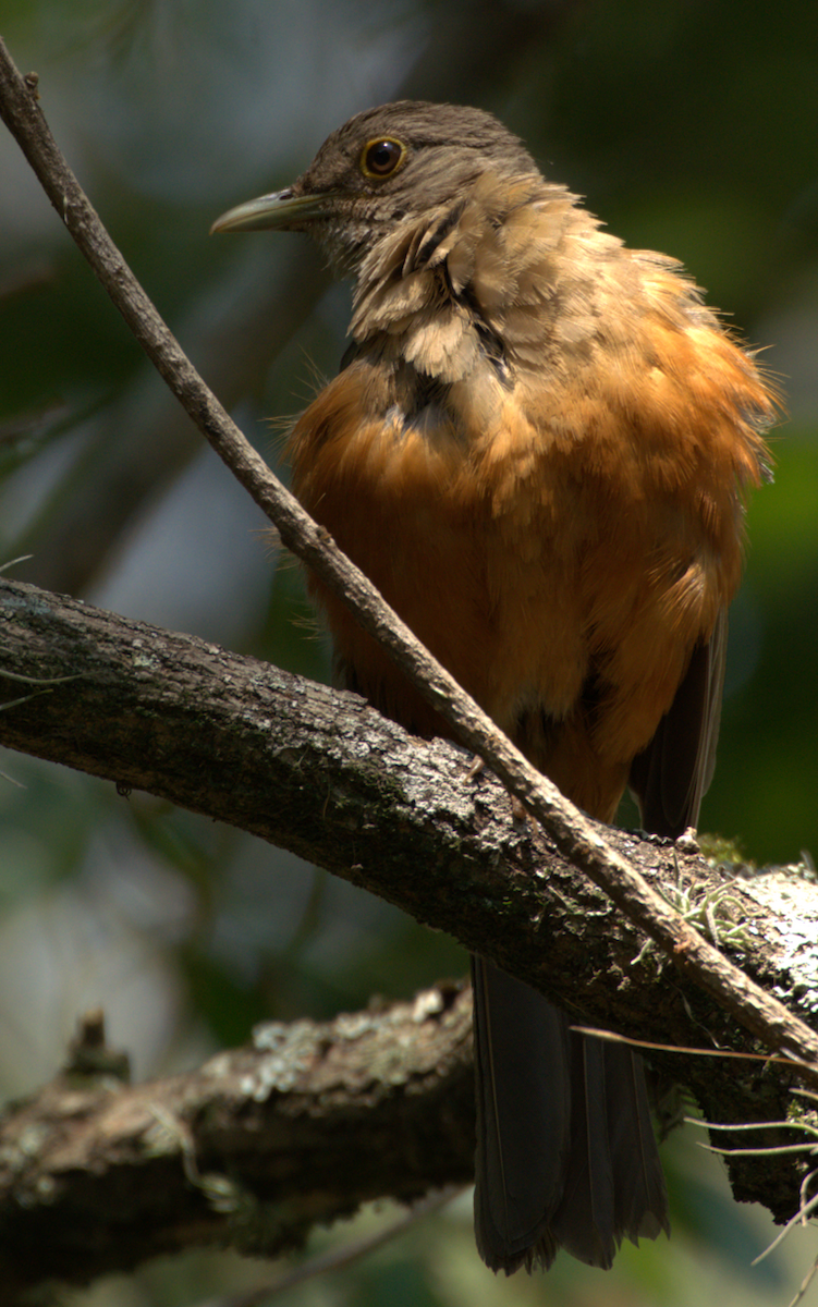 Rufous-bellied Thrush - ML646635550