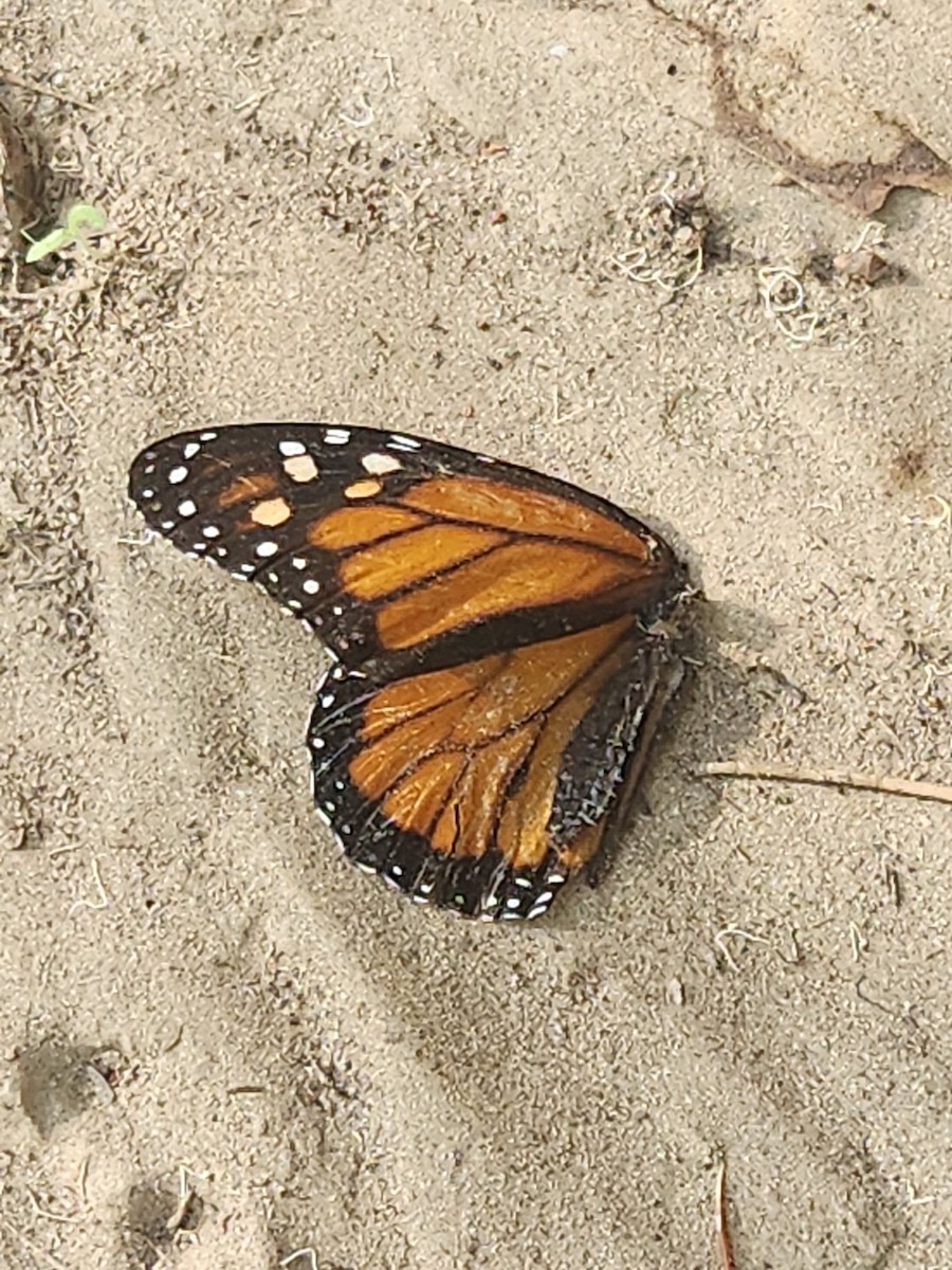 動物界 - ML646635551