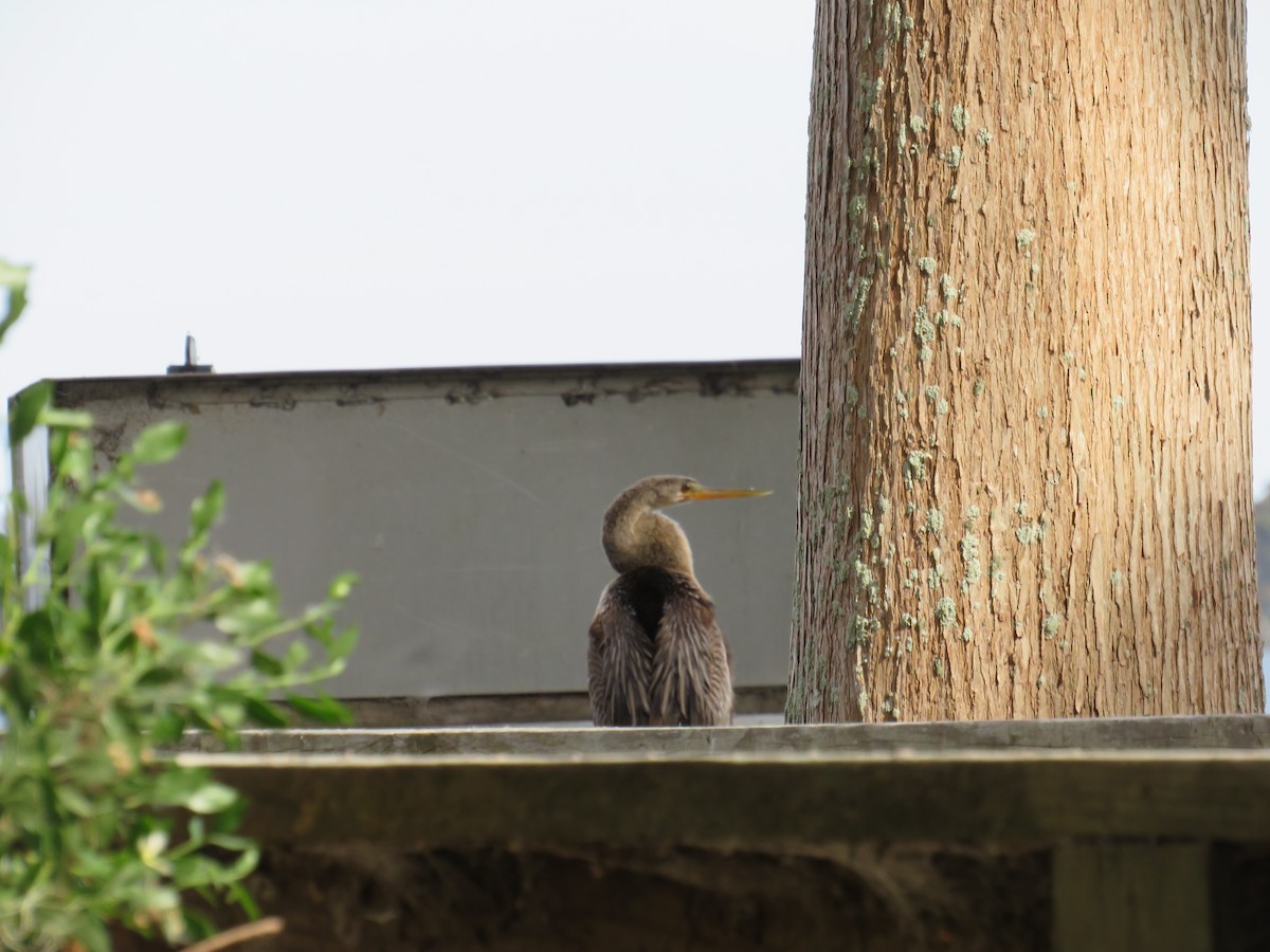 Anhinga - ML646635553