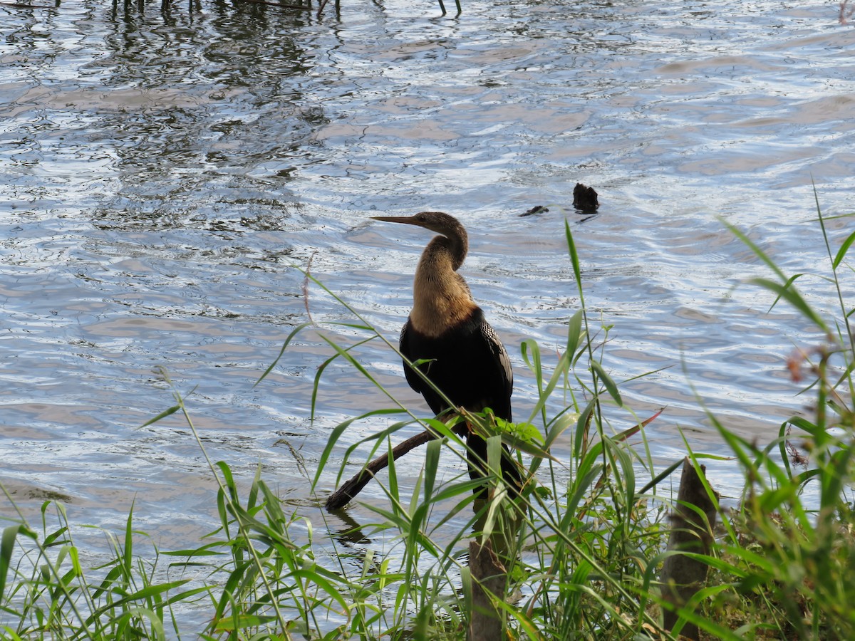 Anhinga - ML646635554