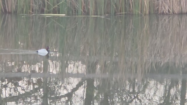 Murgilari bizkarzuria - ML646635555