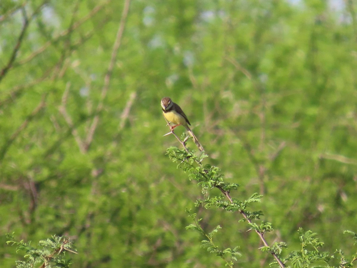 Bar-throated Apalis - ML646635556