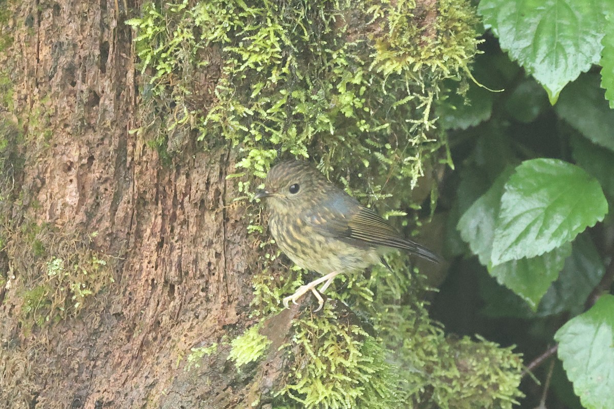 Снежнобровая мухоловка - ML646635557