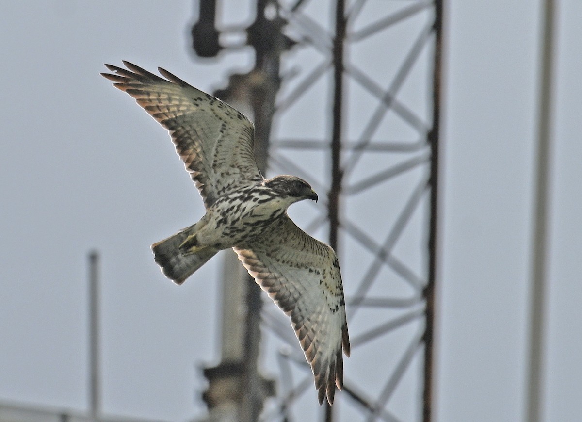 Broad-winged Hawk - ML646635561