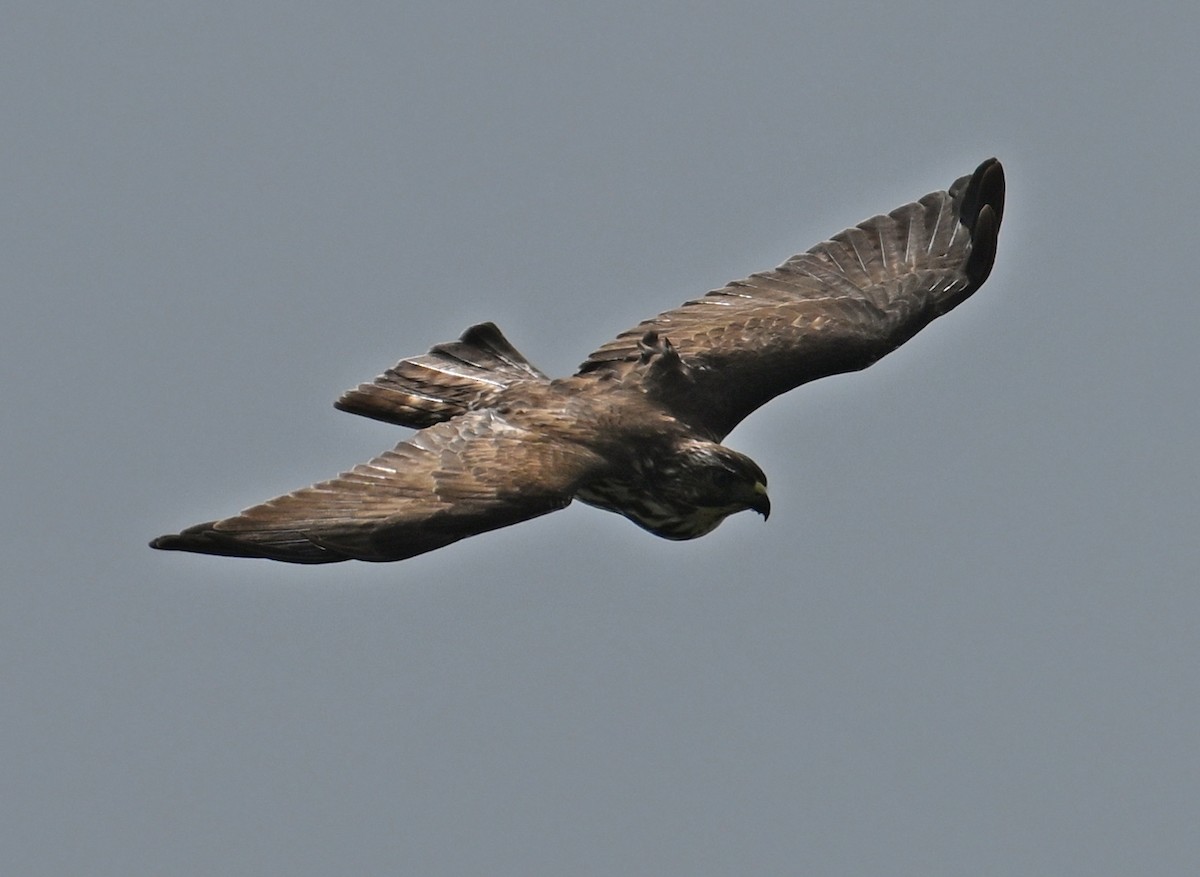 Broad-winged Hawk - ML646635562
