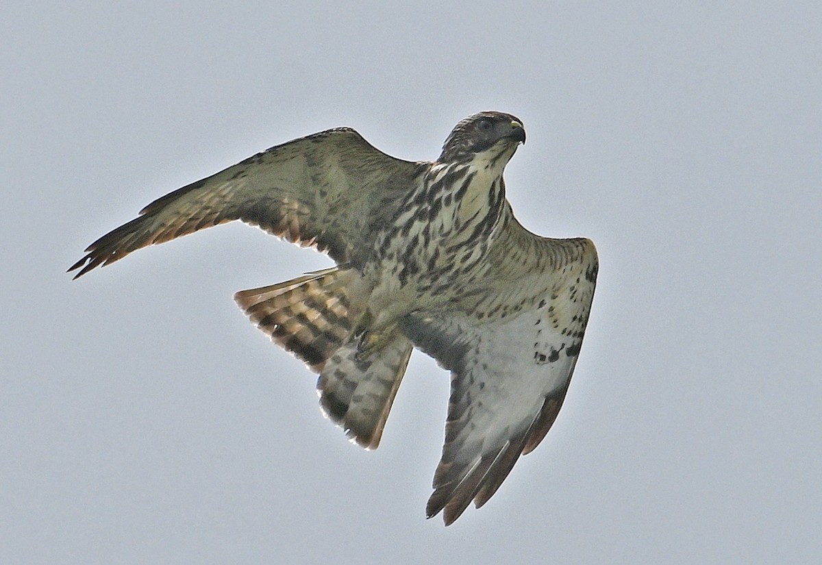 Broad-winged Hawk - ML646635563