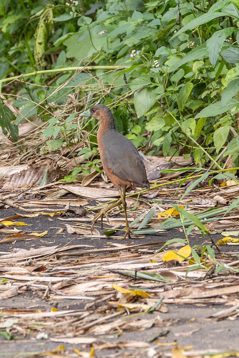 Isabelline Bush-hen - ML646635565