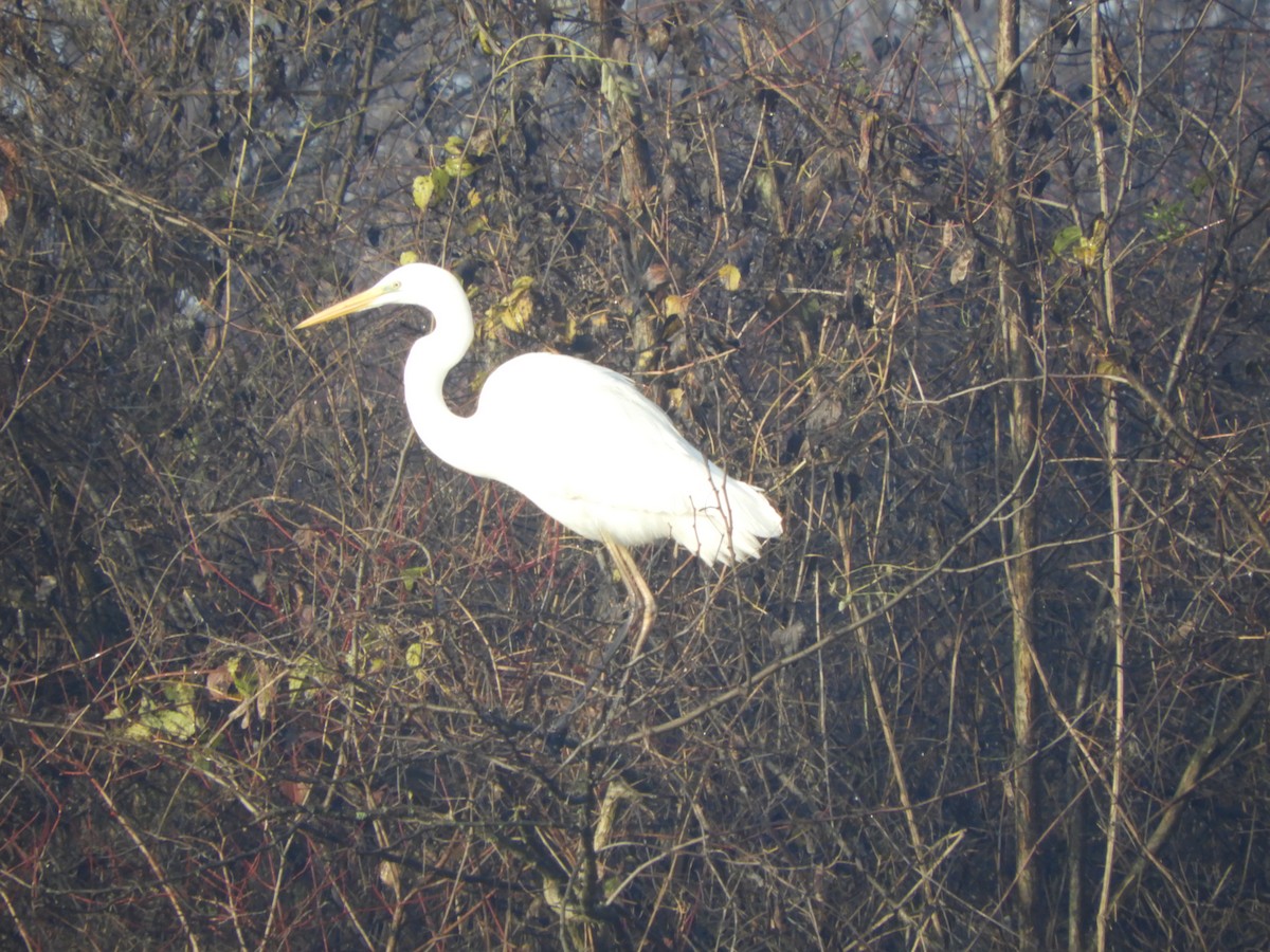 לבנית גדולה - ML646635567