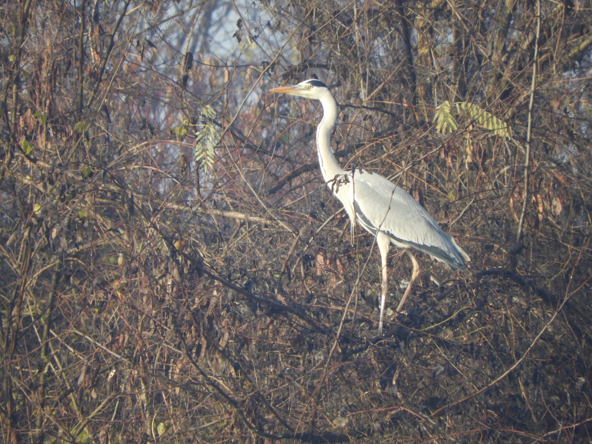 אנפה אפורה - ML646635568