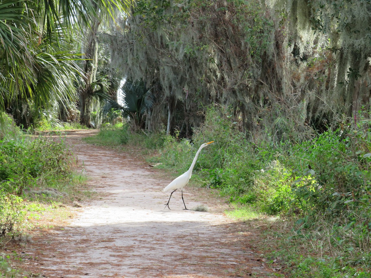 Great Egret - ML646635572