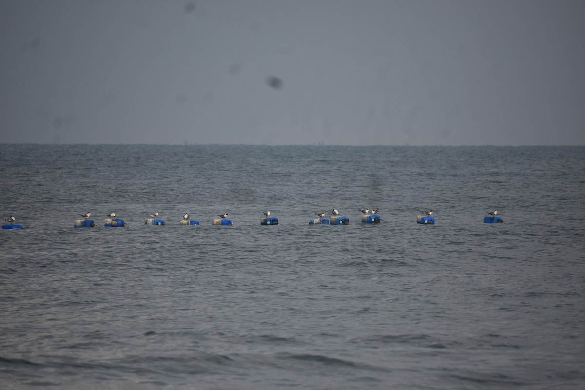 オオアジサシ - ML646635573