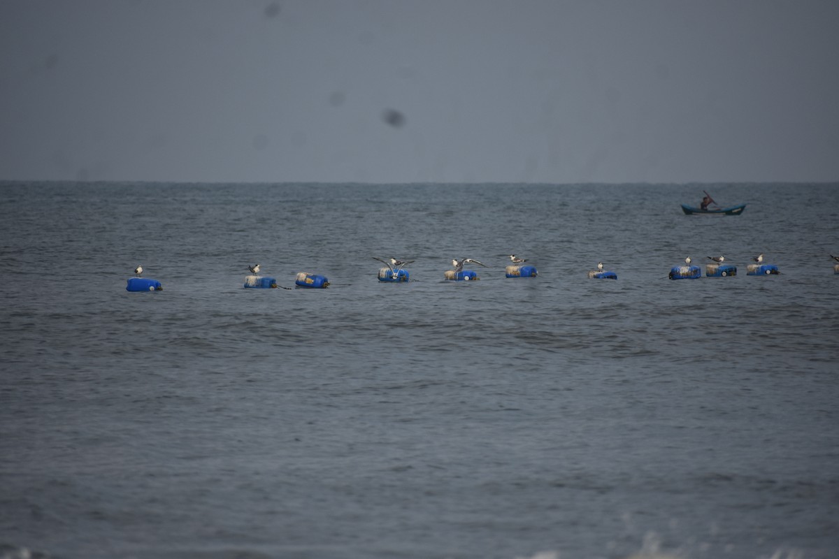 オオアジサシ - ML646635574