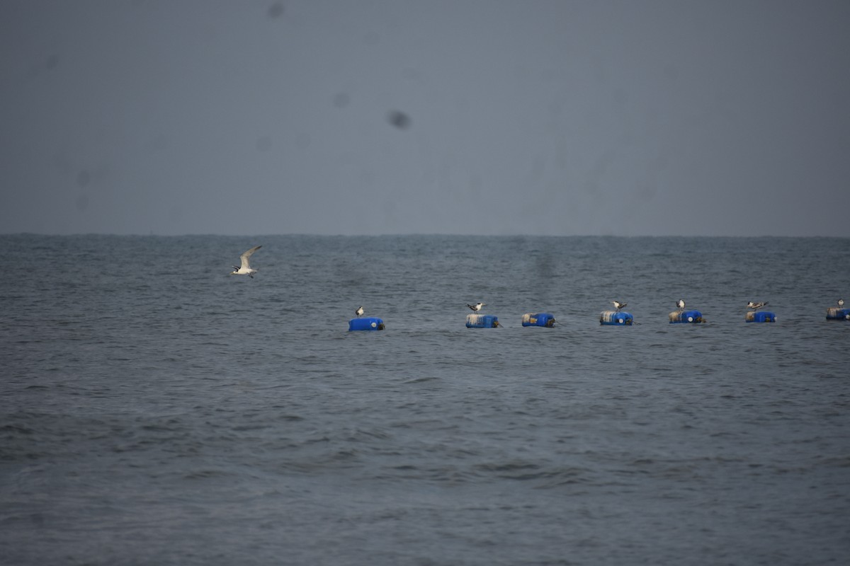 オオアジサシ - ML646635576