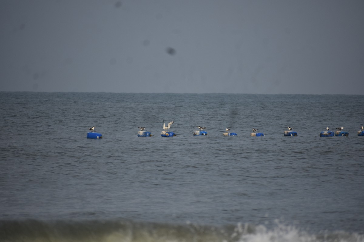 オオアジサシ - ML646635578