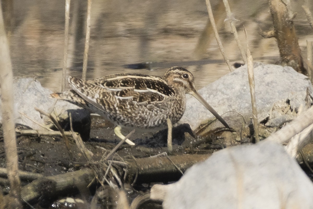 Wilson's Snipe - ML646635579