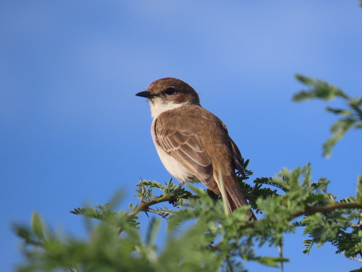 Marico Flycatcher - ML646635583