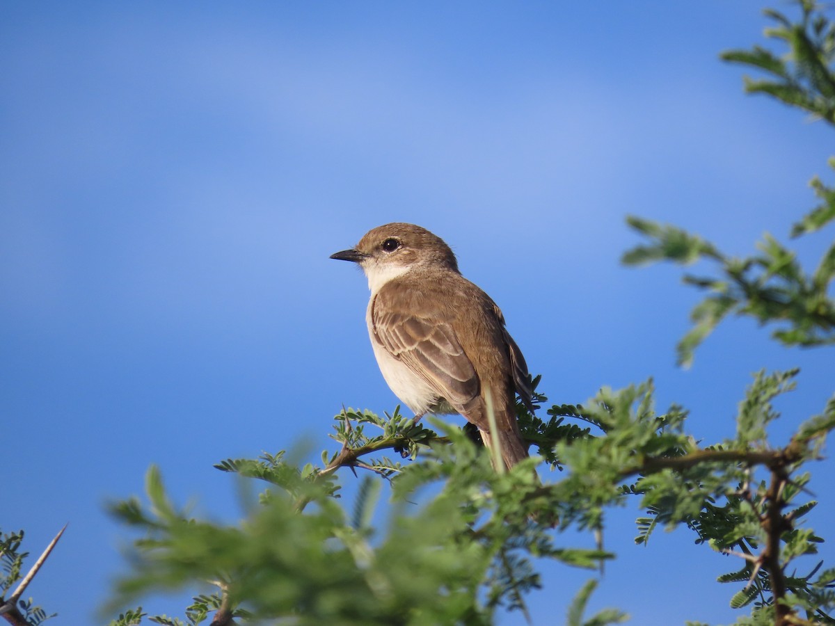 Marico Flycatcher - ML646635584