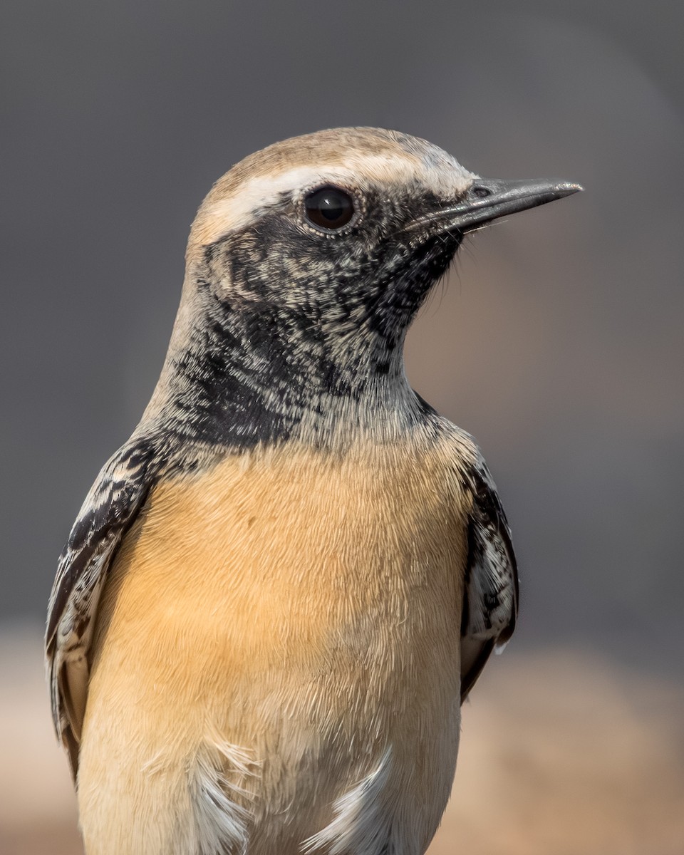 Basamortuko buztanzuria - ML646635585