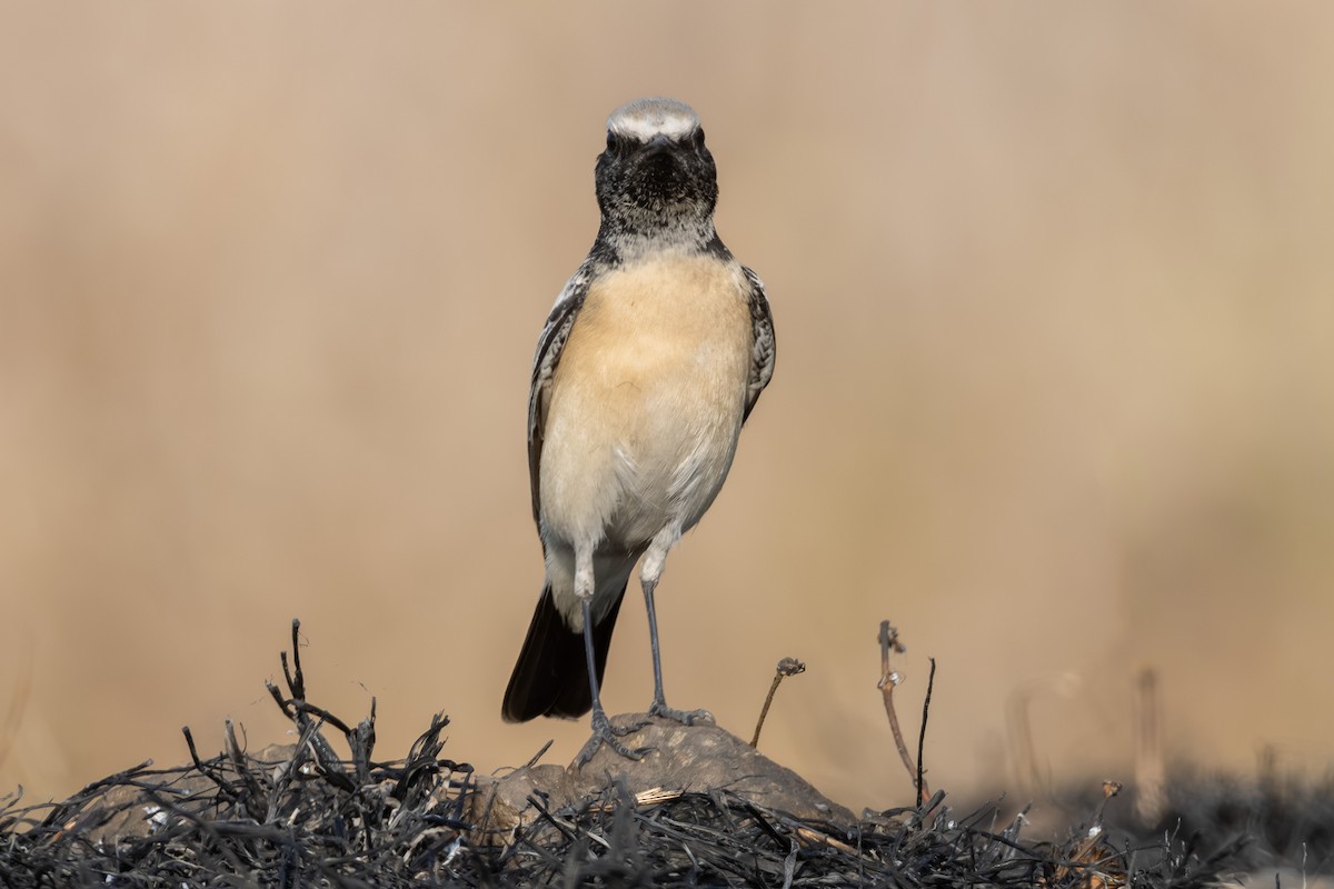 Basamortuko buztanzuria - ML646635586