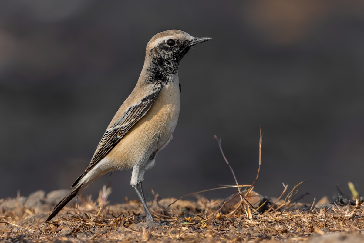 Basamortuko buztanzuria - ML646635587