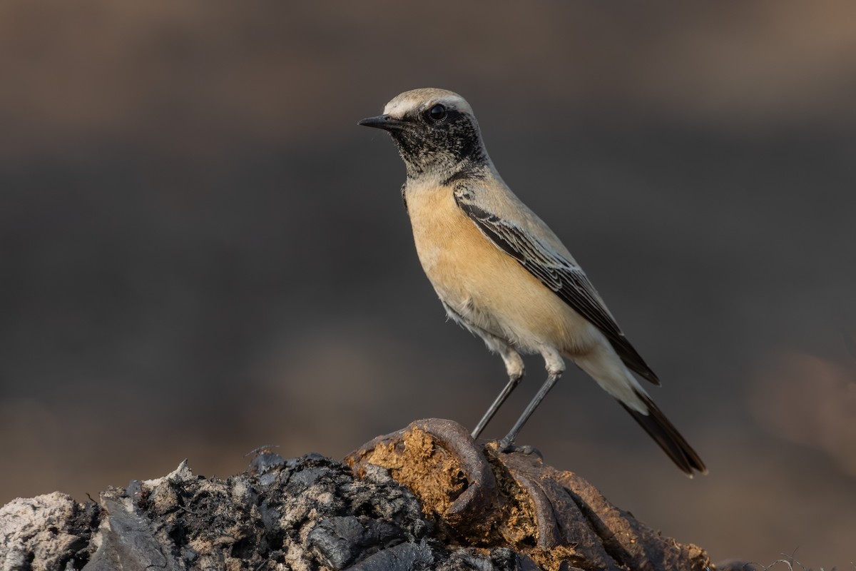 Basamortuko buztanzuria - ML646635589