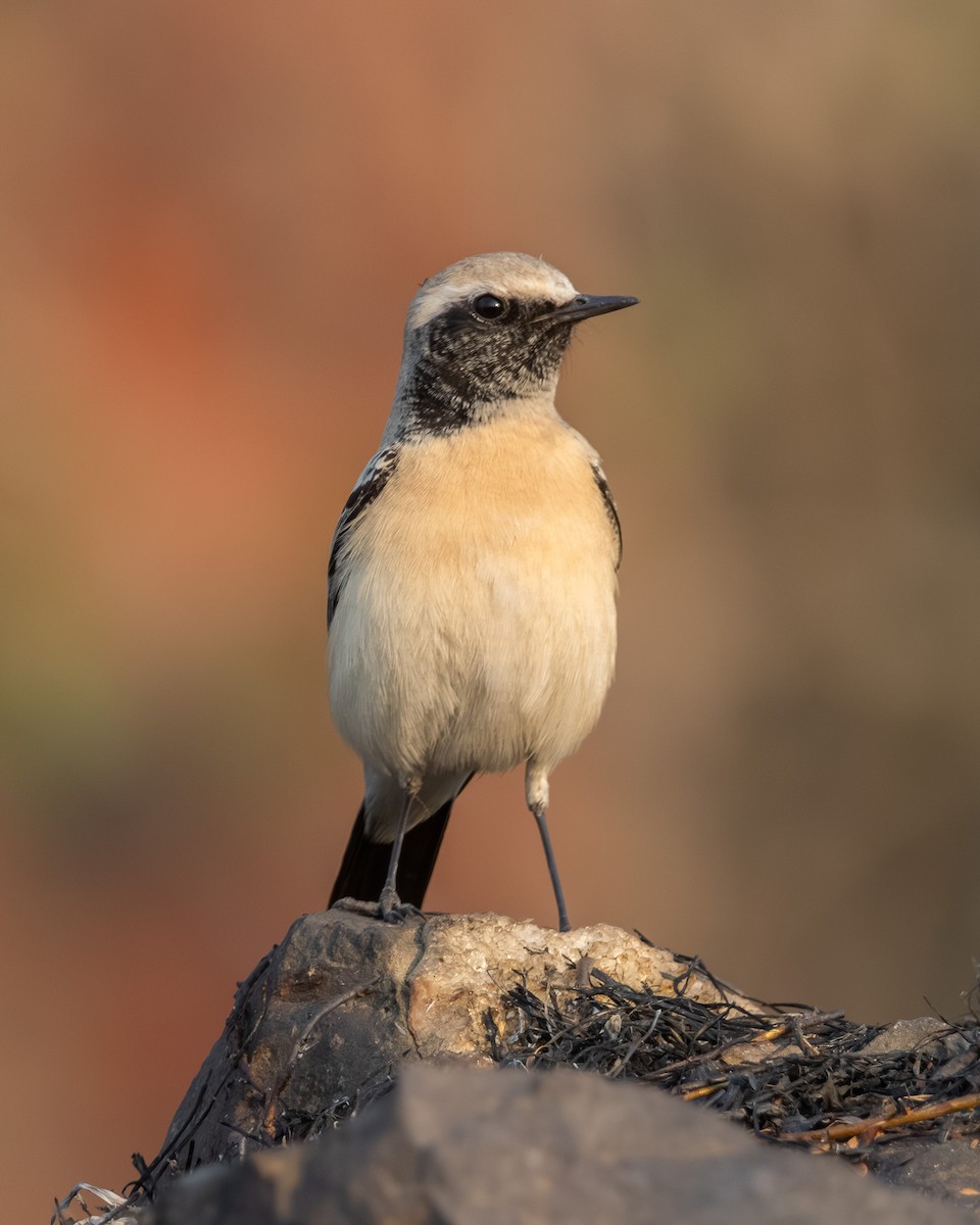 Basamortuko buztanzuria - ML646635590