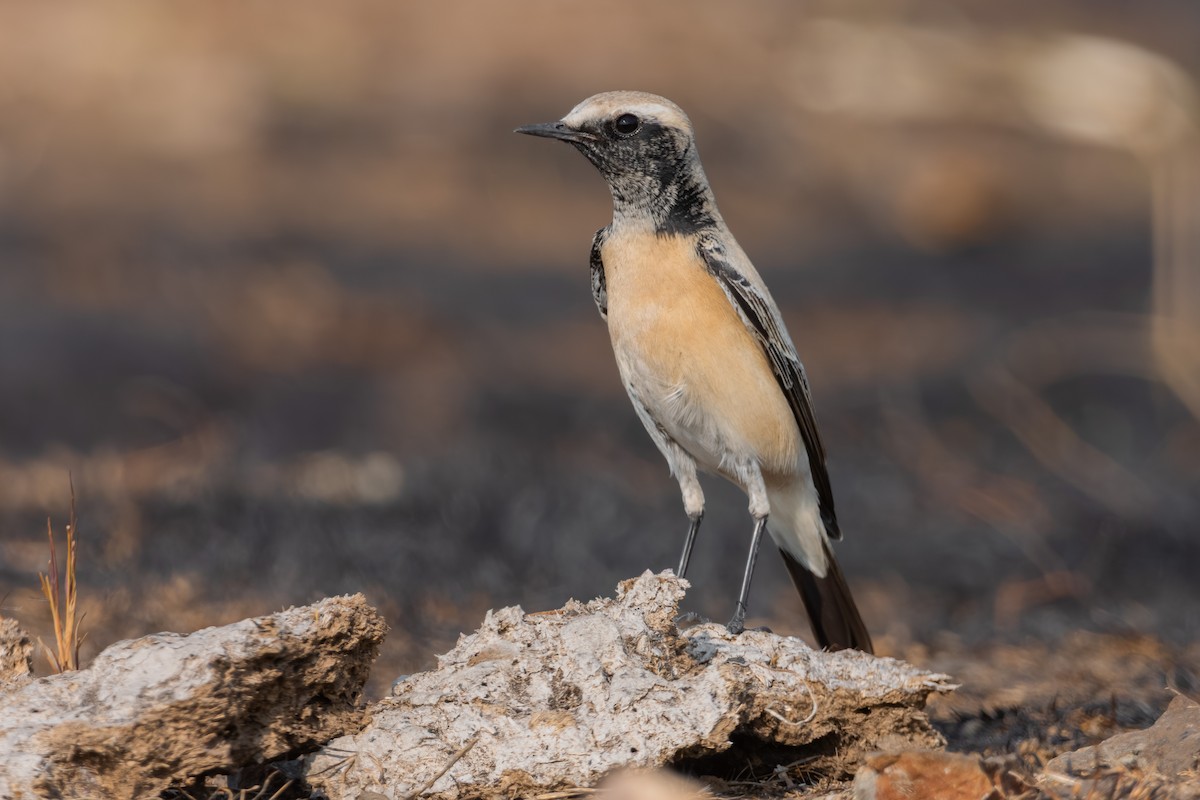 Basamortuko buztanzuria - ML646635591