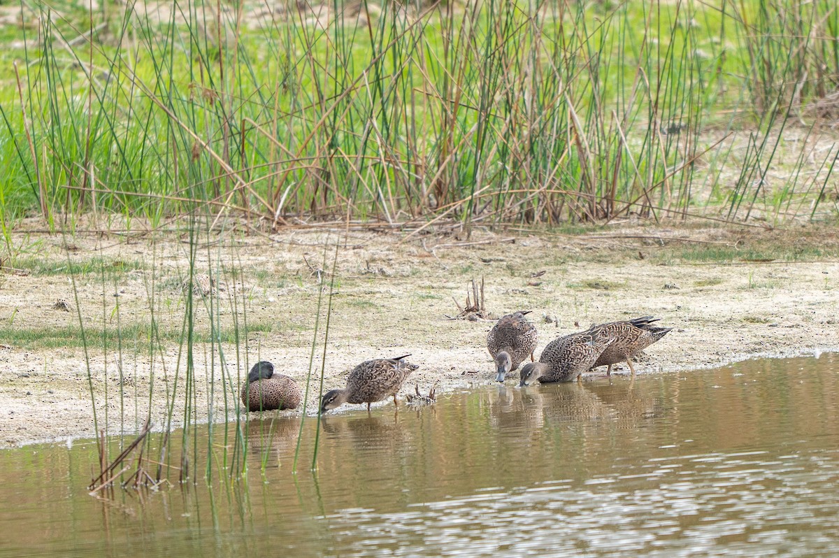 Blauflügelente - ML646635592