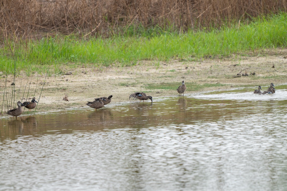 Blauflügelente - ML646635593