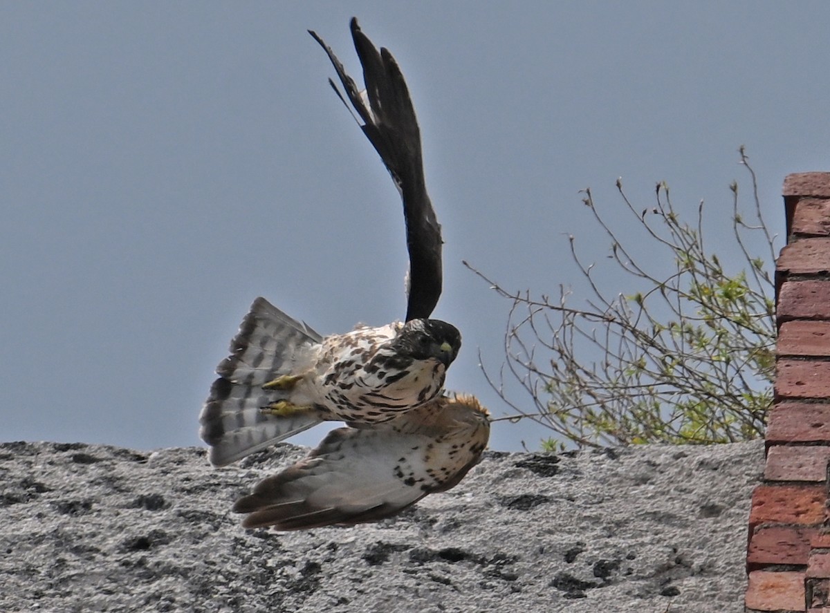 Broad-winged Hawk - ML646635597