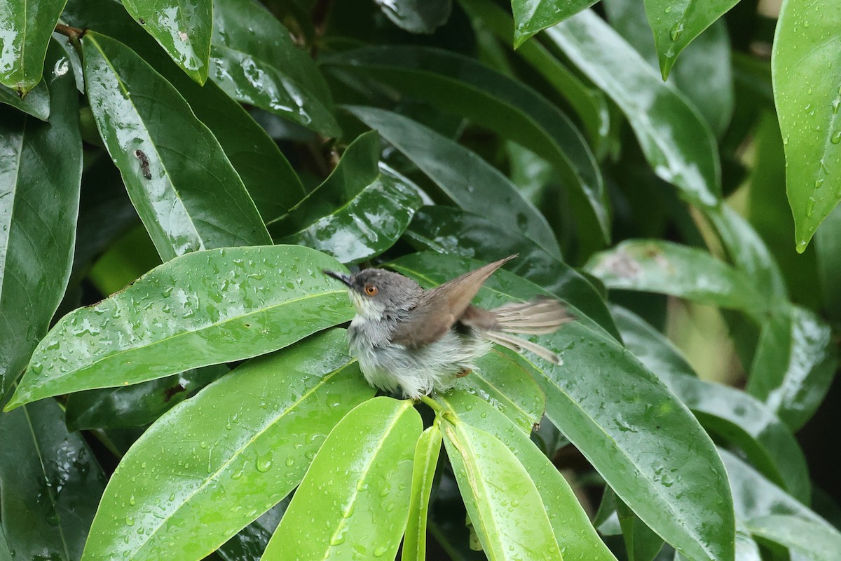 Пепельная приния - ML646635600