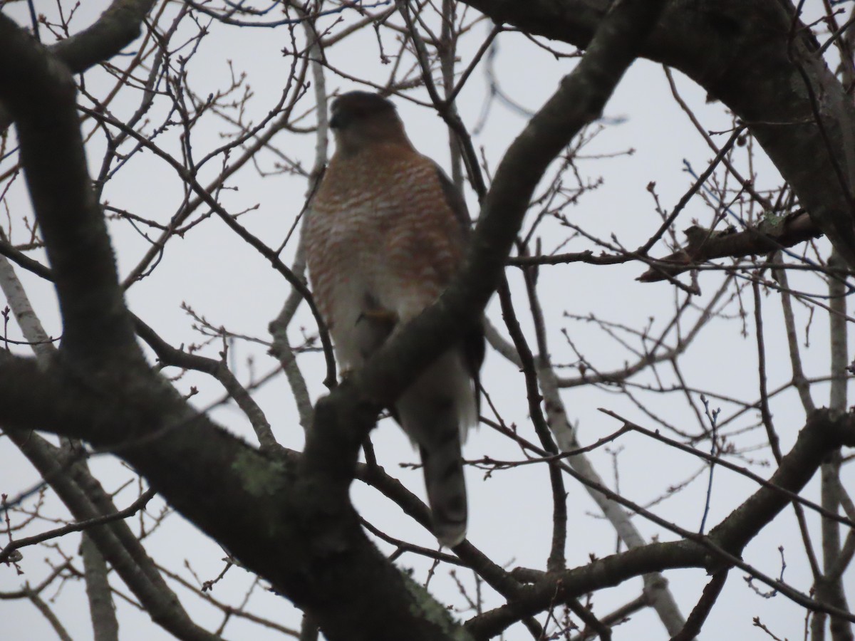 クーパーハイタカ - ML646635601