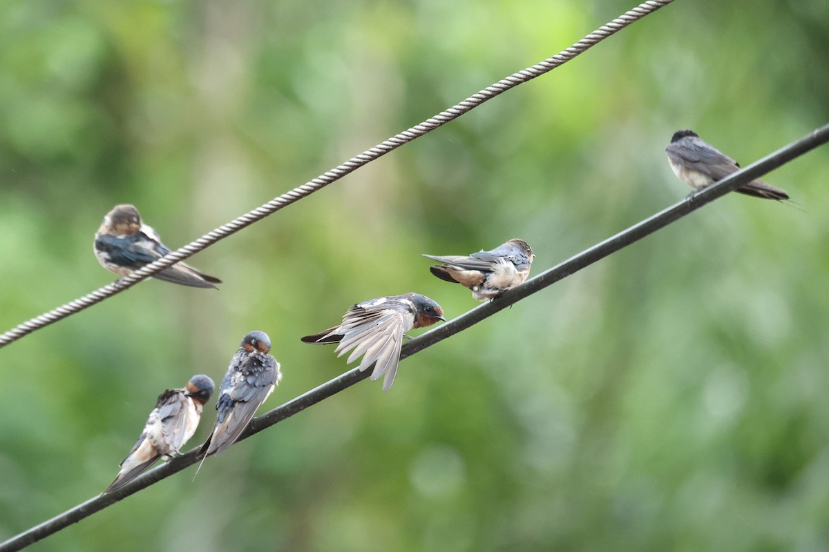 Деревенская ласточка - ML646635602