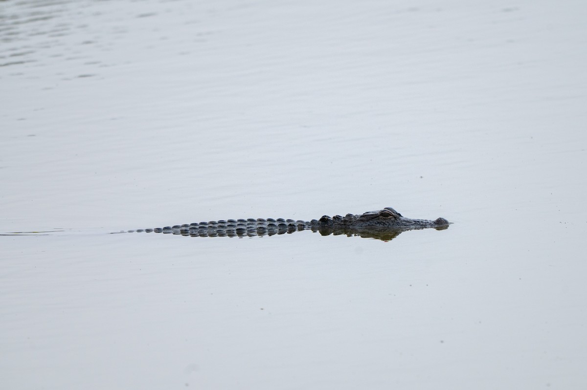 Mississippi-Alligator - ML646635603