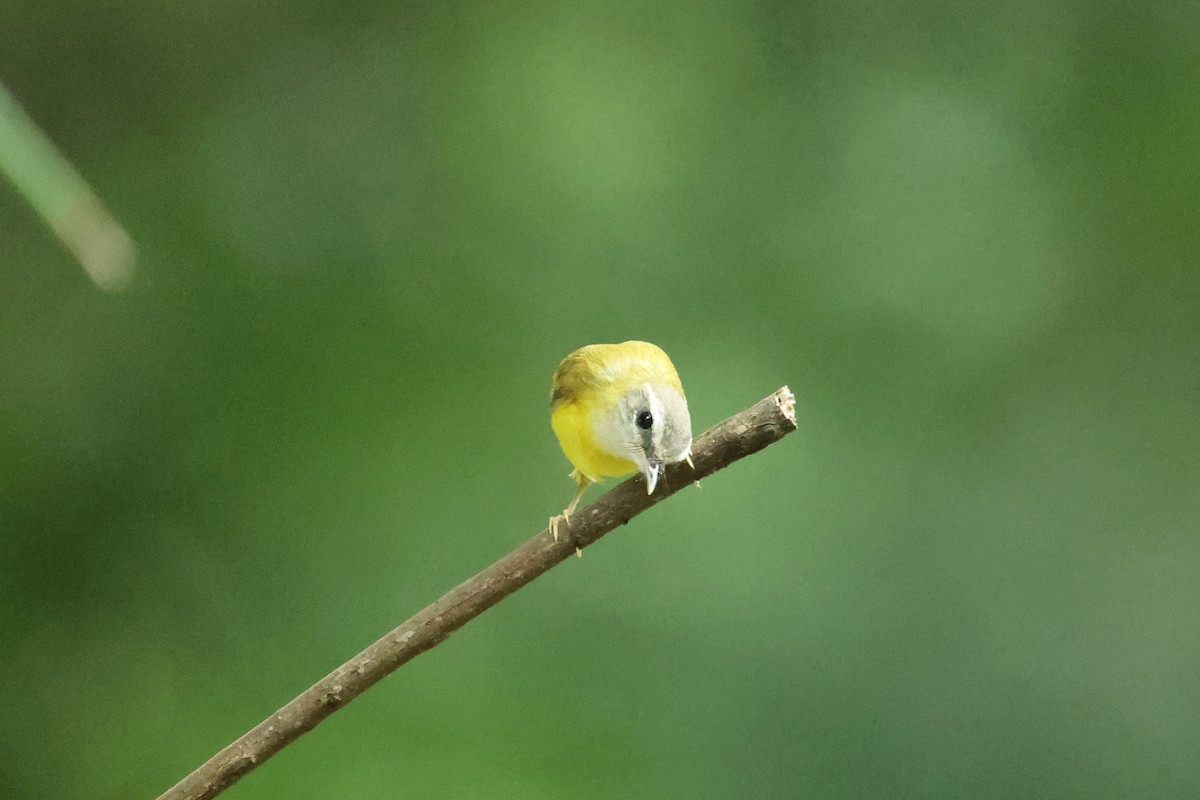 Желтобрюхая комарница - ML646635604