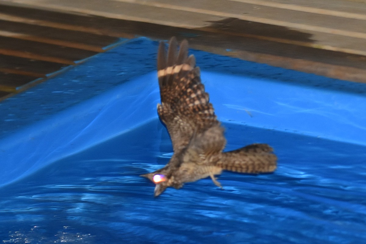 lelek pruhokřídlý - ML646635605