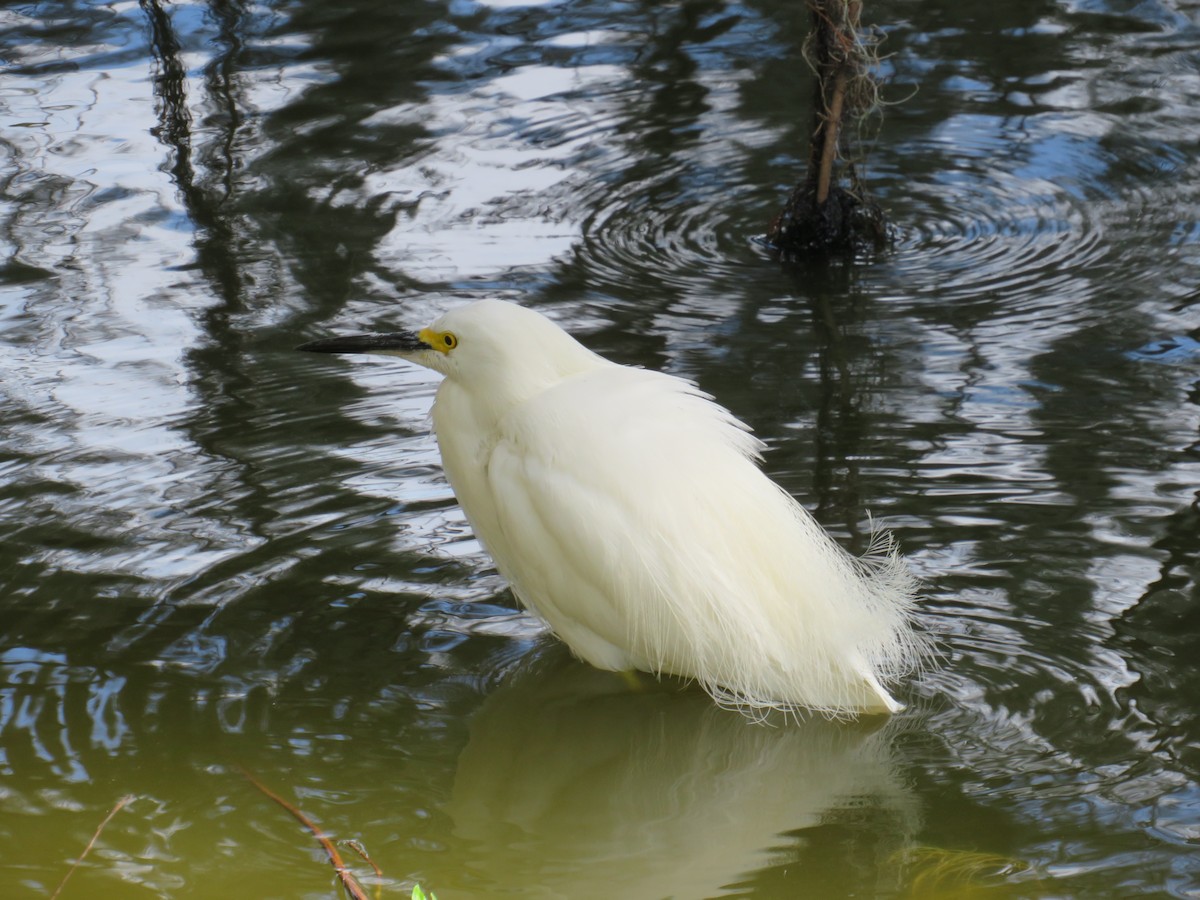 Snowy Egret - ML646635606